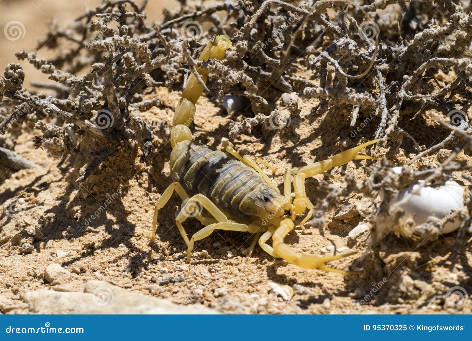 镶边的沙漠蝎子 库存图片. 图片 包括有 有刺的动物, 岩石, 敌意, 沙漠, 本质, 生物, 陆运, 危险 - 9982101