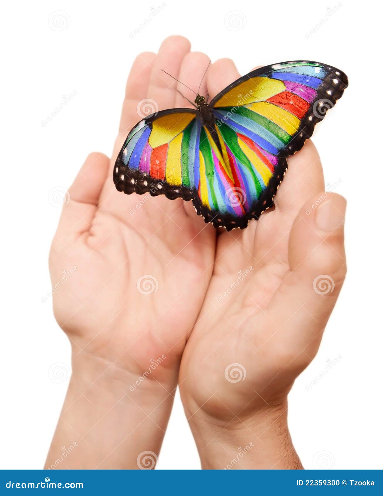 超过 100 张关于“彩虹蝴蝶”和“蝴蝶”的免费图片 - Pixabay