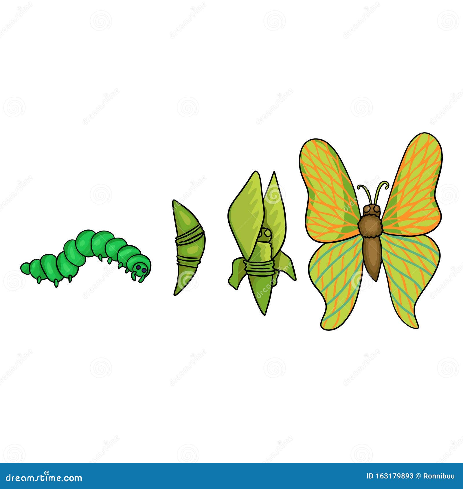 动画蝴蝶生命周期变态矢量图平插图. 水飞虫发育 向量例证. 插画 包括有 典雅, 成熟, 演变, 异乎寻常 - 232430196