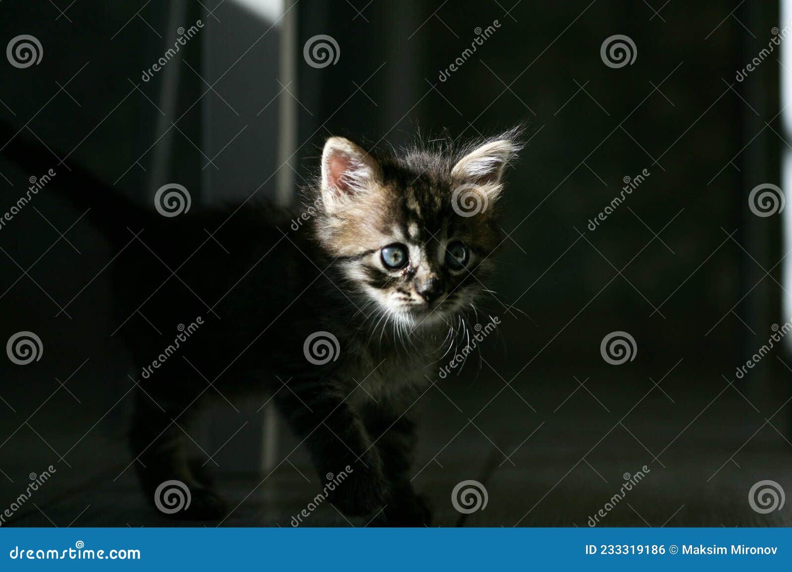 可爱小猫图片下载 - 觅知网