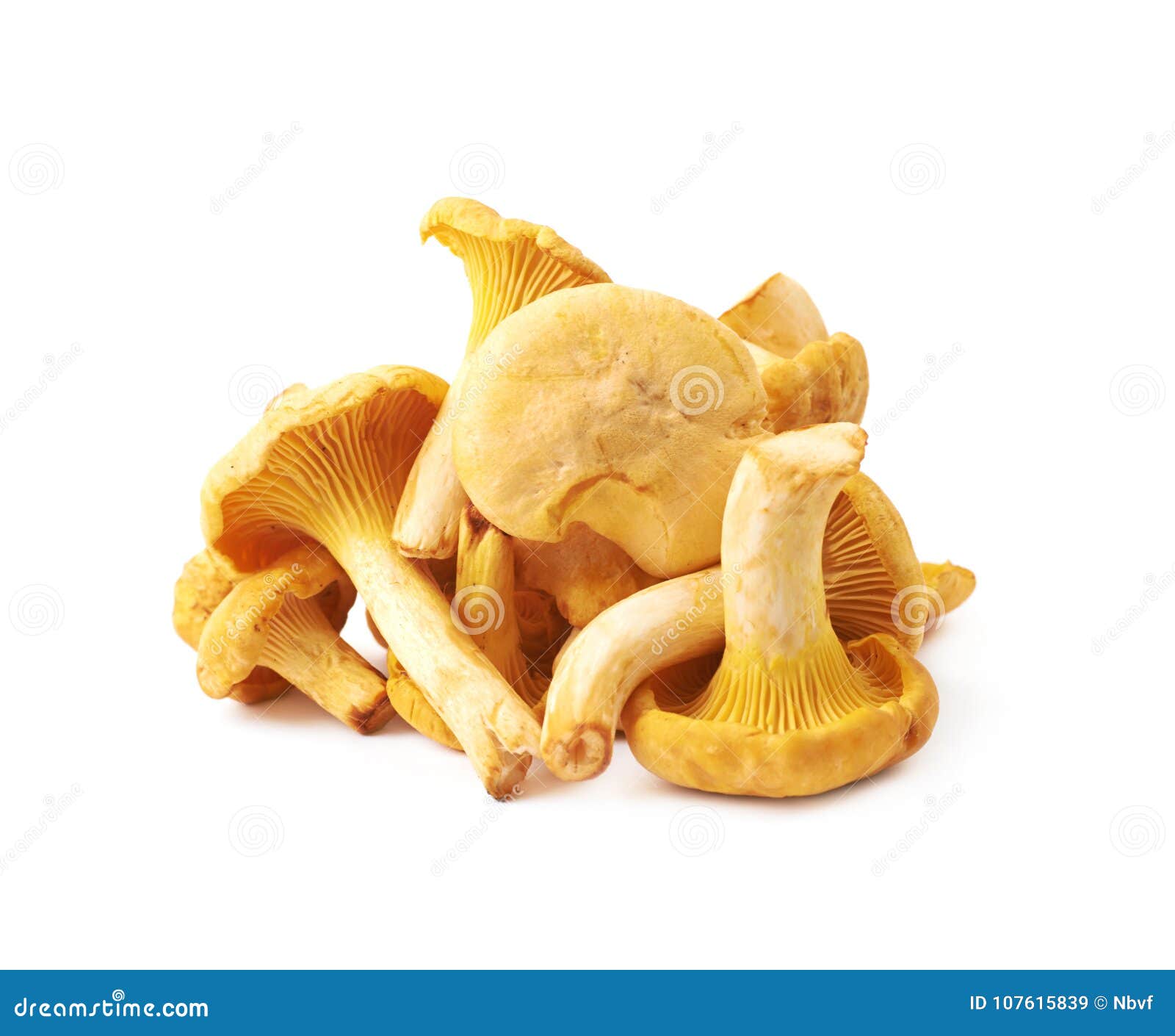 黄蘑菇 库存图片. 图片 包括有 查出, 本质, 详细资料, 夏天, 蔬菜, 秋天, 新鲜, 没人, 可食用 - 20910653