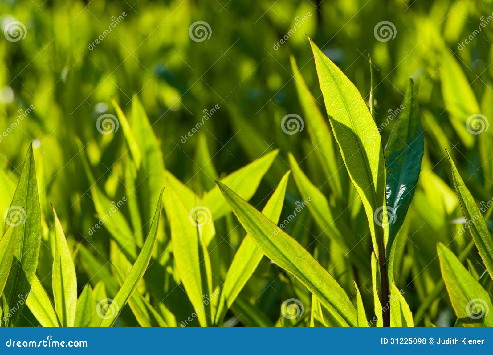 绿色装饰草春天