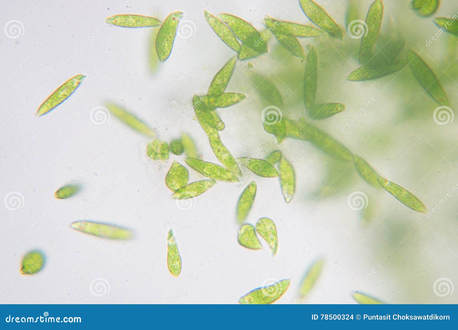 裸藻图片 显微镜,裸藻显微镜 - 伤感说说吧