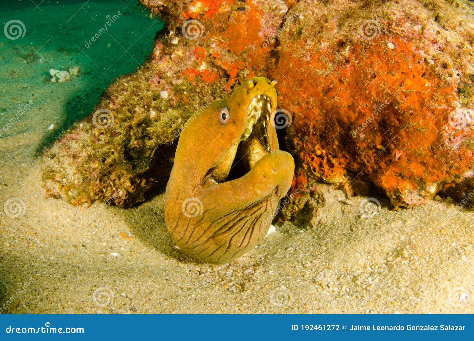 耶林克裸胸鳝 库存照片. 图片 包括有 珊瑚, 海洋, 菲律宾, 潜水, 照片, 特写镜头, 海运, 水下 - 215455944