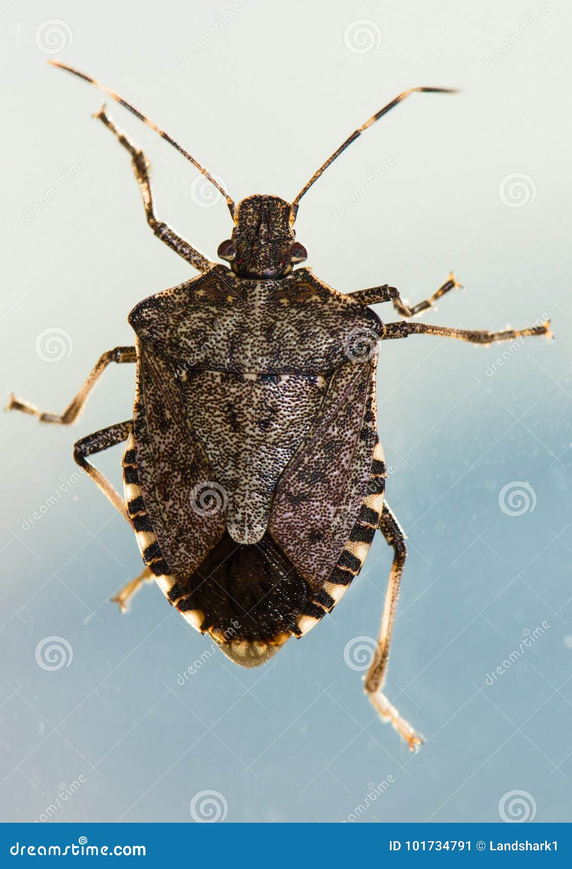 臭虫在白色隔绝的臭虫属lectularius 库存图片. 图片 包括有 夜间, 昆虫, 详细资料, 发痒 - 111056711