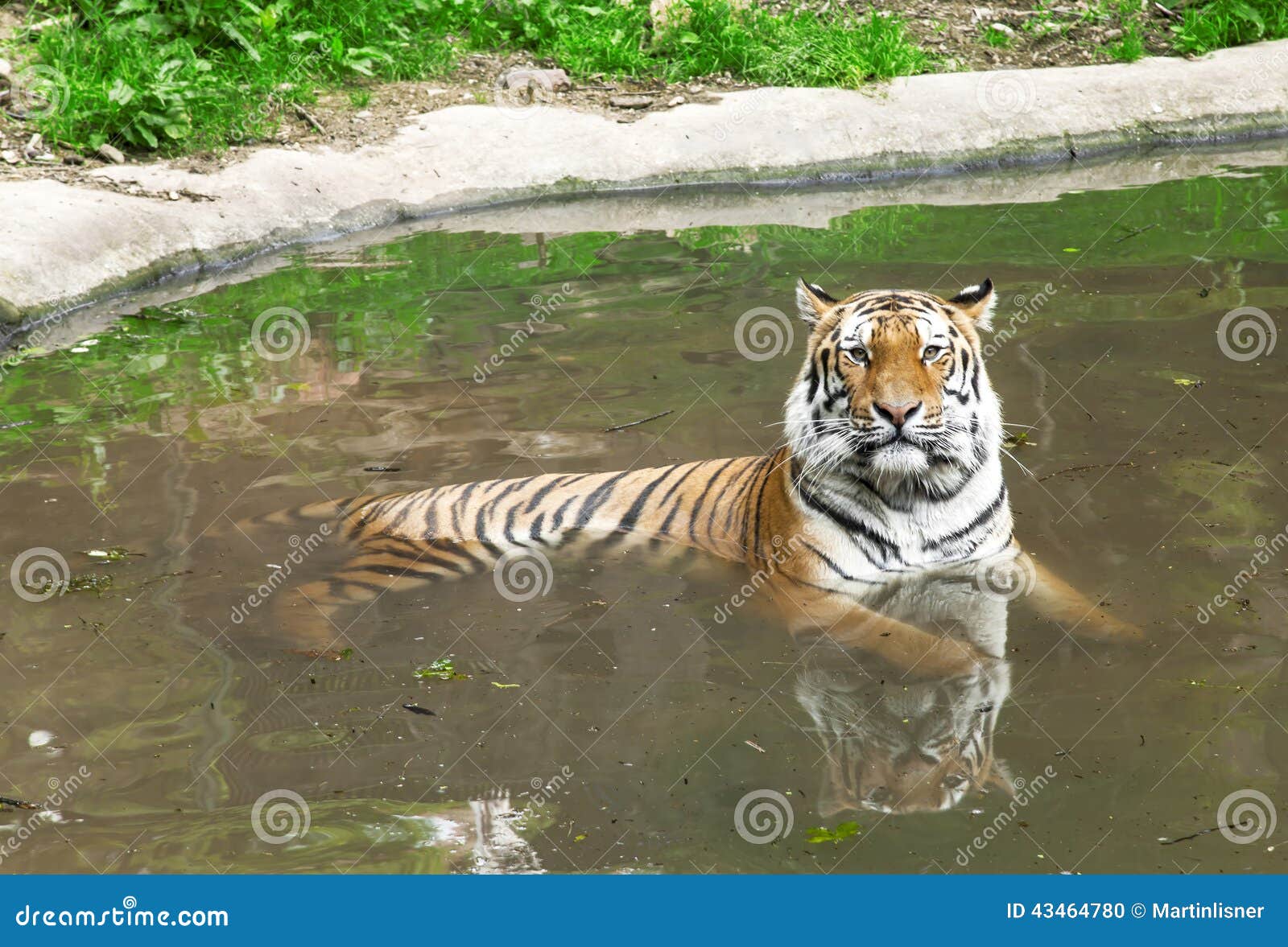 西伯利亚老虎水 库存照片. 图片 包括有 è¥¿ä¼¯åˆ©äºš, å›½çž‹, æ²³, æ©™è‰² - 43464780