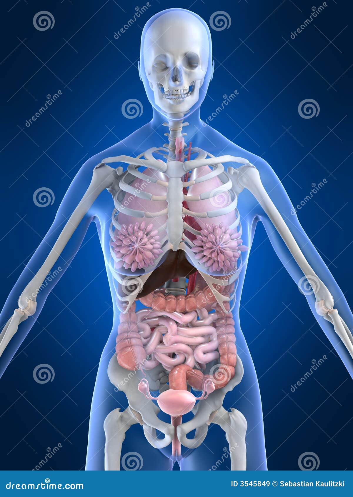 四、腹部正常CT解剖-CT读片指南-医学