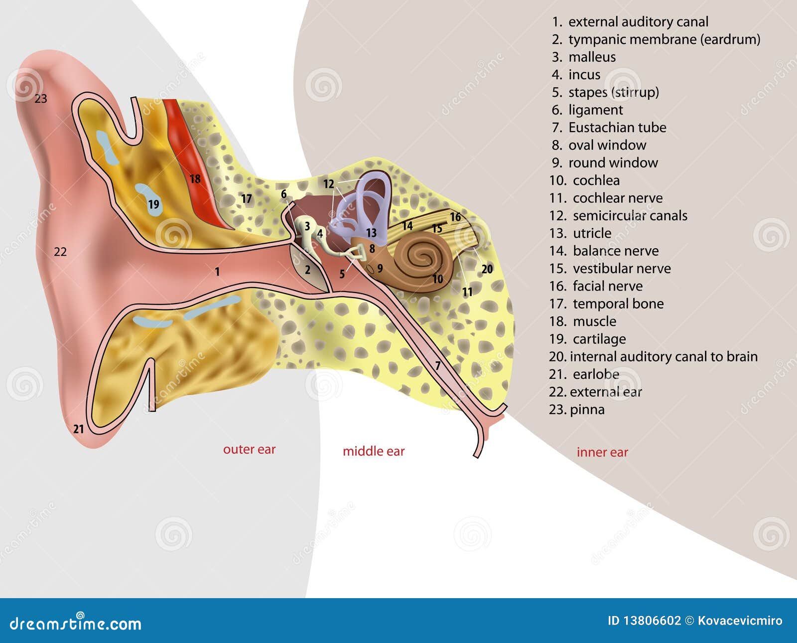 耳解剖。人类耳朵结构的特写。插画图片素材_ID:409120104-Veer图库