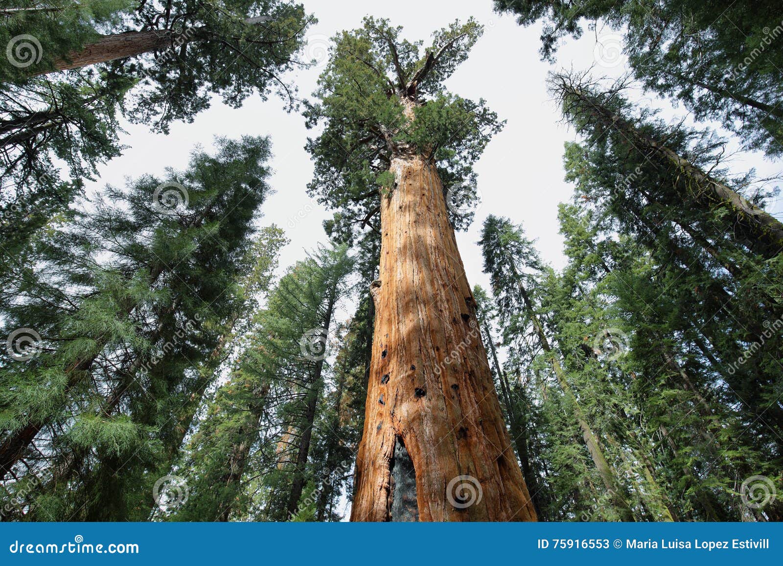 巨大的红杉树和谢尔曼将军的地标照片摄影图片_ID:103328661-Veer图库