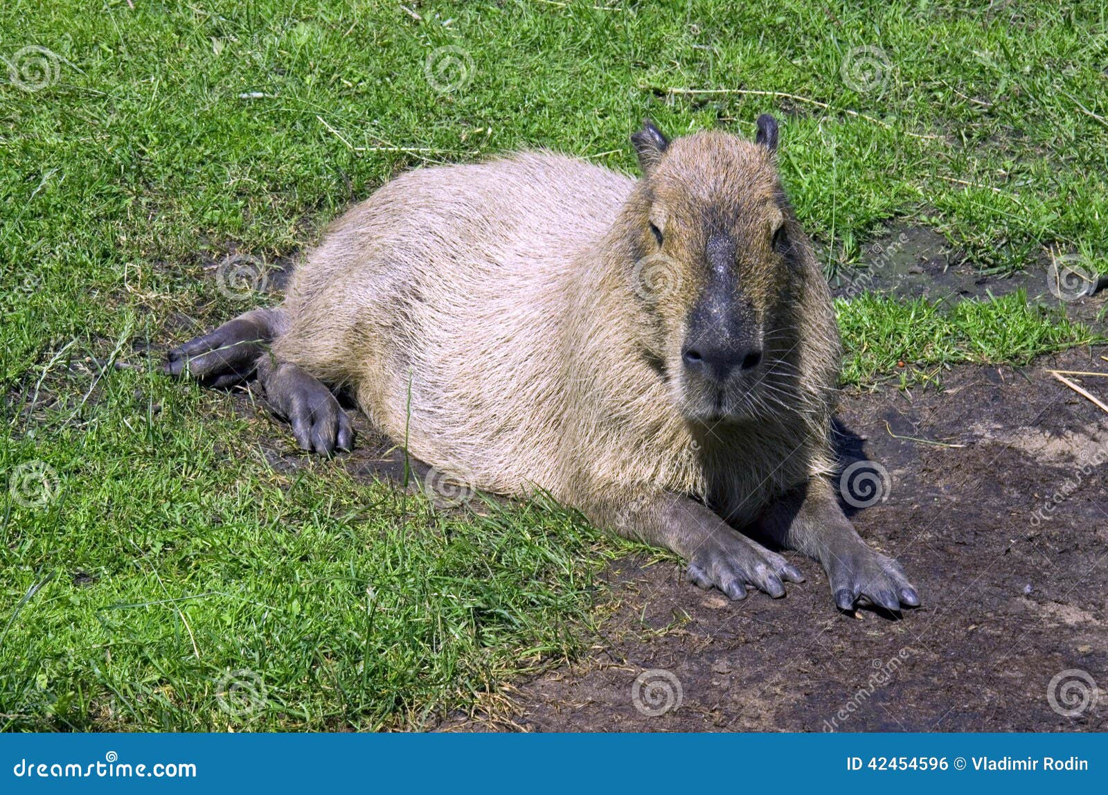 Capybara. 水豚啮齿目动物食草动物哺乳动物热带头发鼻孔爪子膜