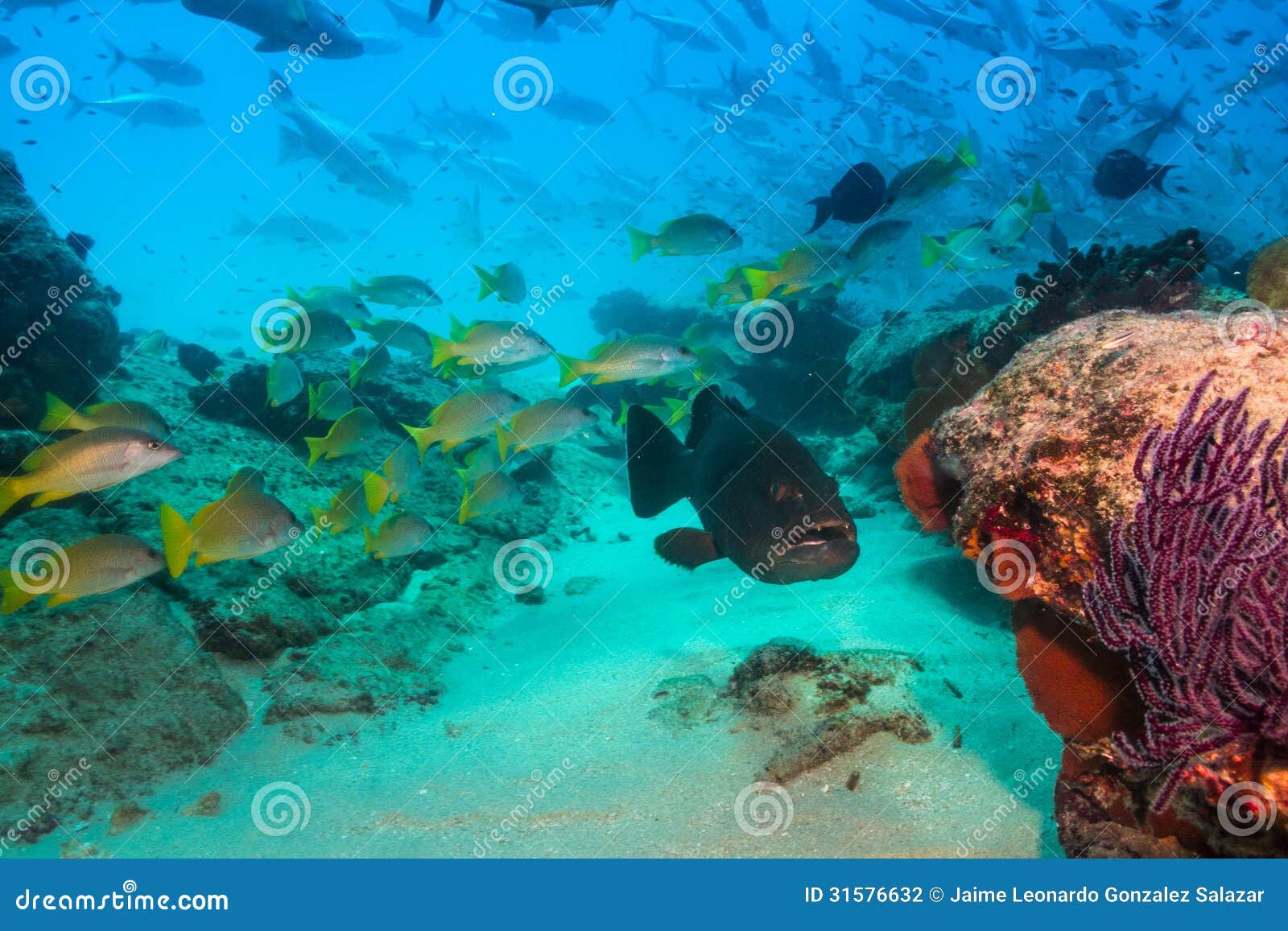 豹子石斑鱼或Mycteroperca rosacea 库存照片. 图片 包括有 加利福尼亚, 中央, 石斑鱼 - 56672304