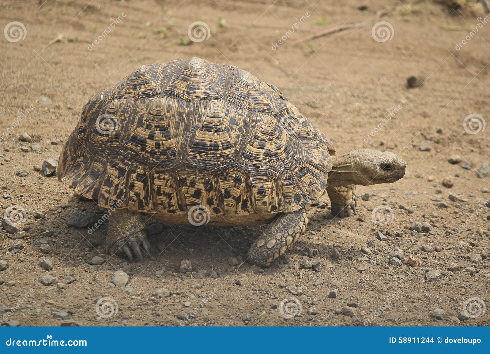 Angonoka Tortoise Facts
