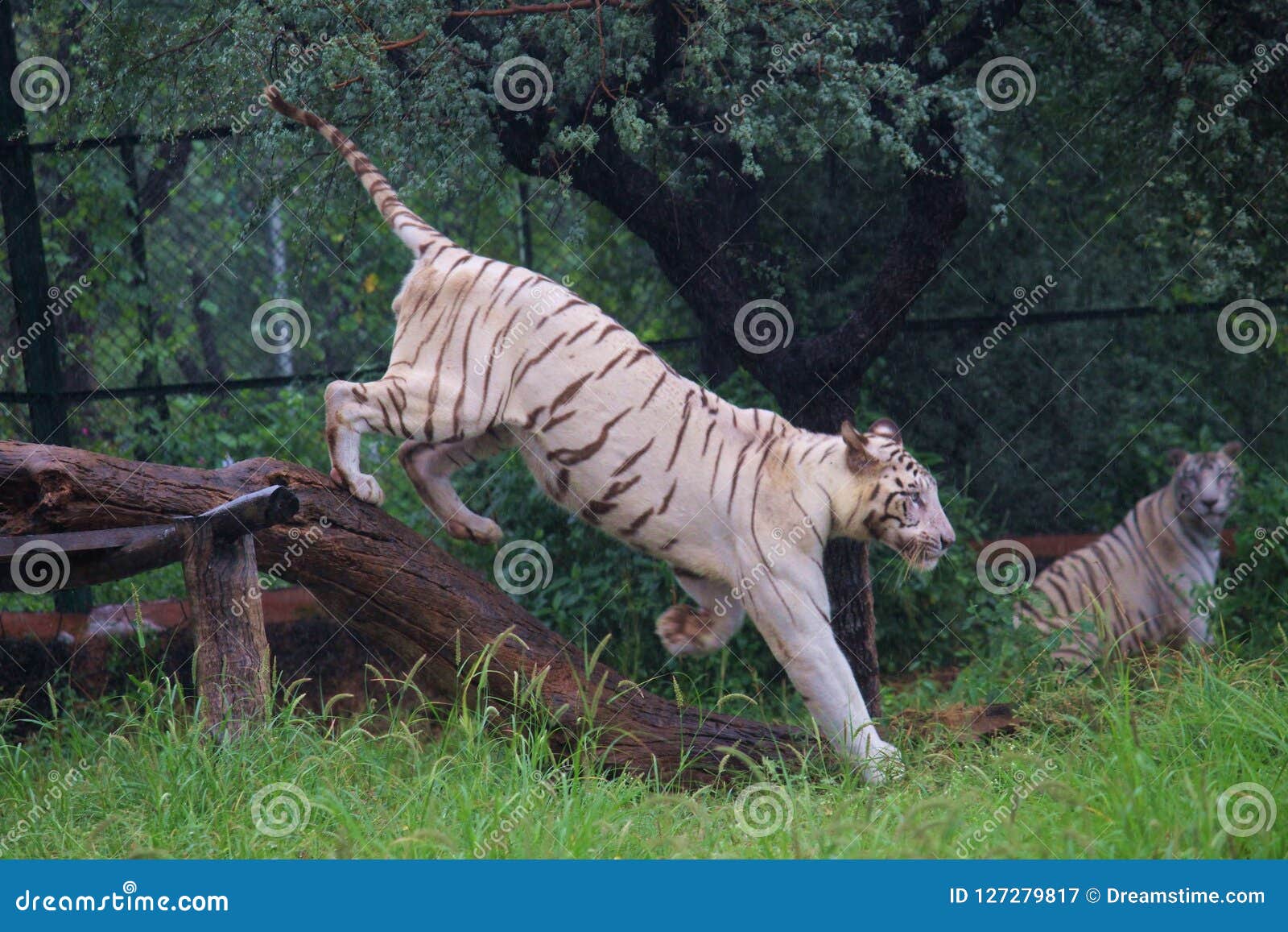 森林里的老虎和美女图片素材-编号27518768-图行天下
