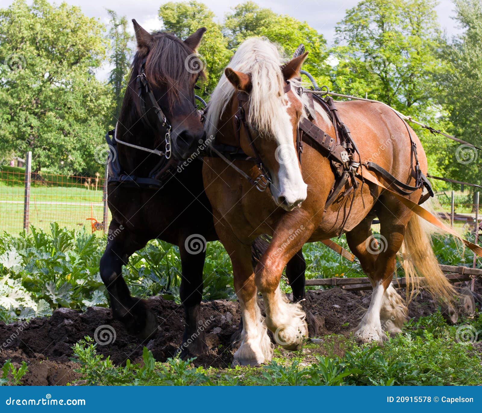 Draft horses. 耕准备种子播种的起草