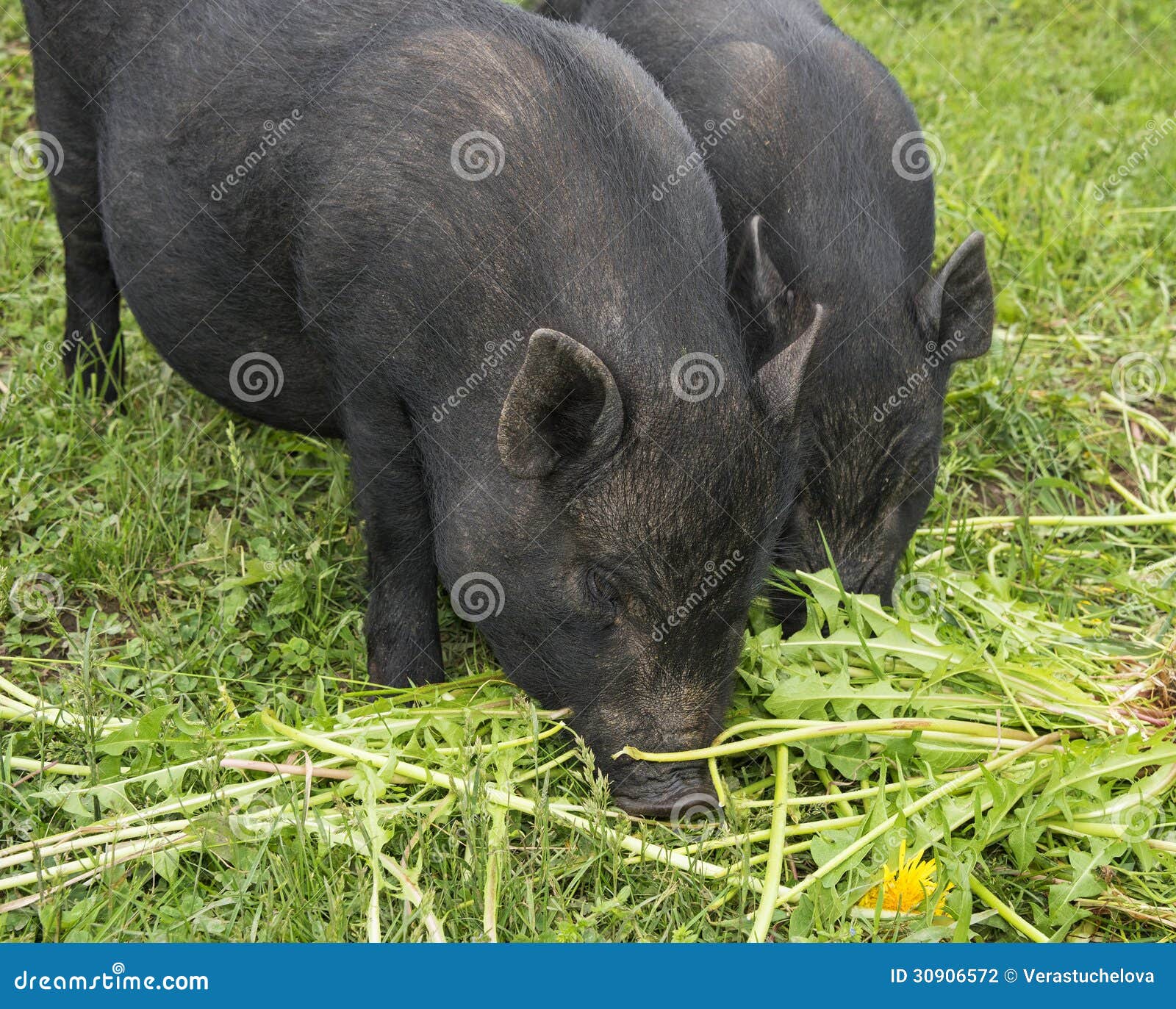 越南北越猪动物_越南 北越 猪 动物_图片素材_照片 - 知鱼素材