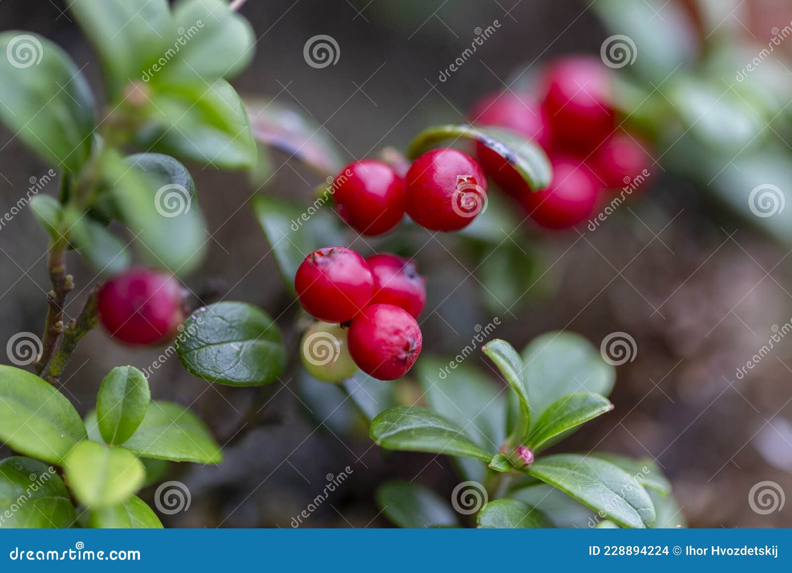 越桔小紫莓山越橘或越橘是位于heath fa的一处常绿小灌木. 越橘树(vaccinium vitisidaea)是一种小型的常绿灌木，位于heath家族杜鹃花科. 大自然中的越橘越桔. 越橘植物图植物学插图欧洲红莓中越橘的植物. 喀尔巴阡山脉的杨莓果