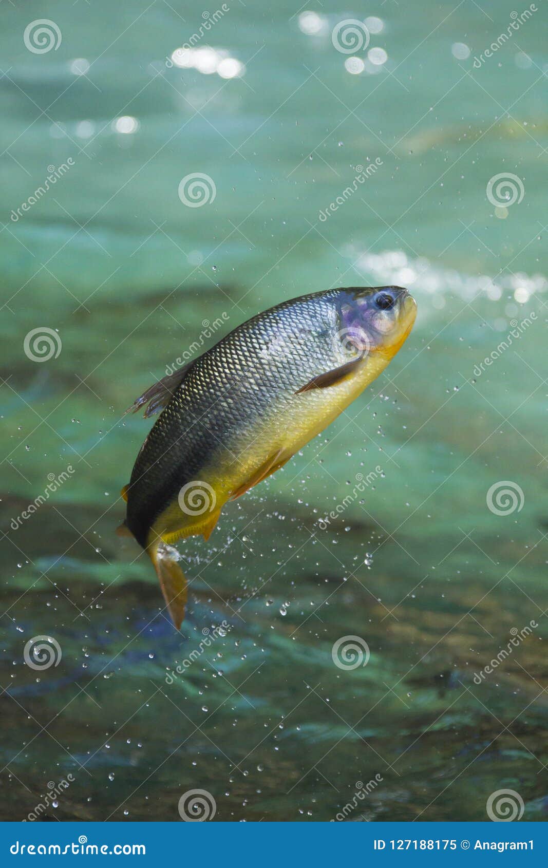 金鱼跳出鱼缸背景图片图片素材-编号28458014-图行天下