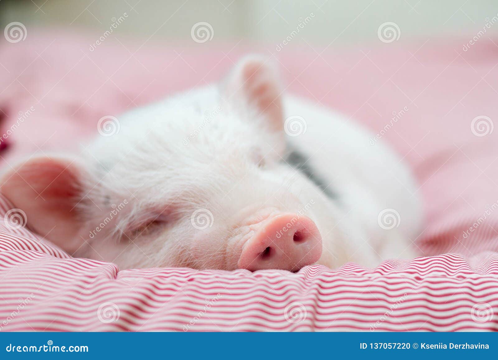 想做只猪，吃饭睡觉，保持可爱|可爱|吃饭|猪_新浪新闻