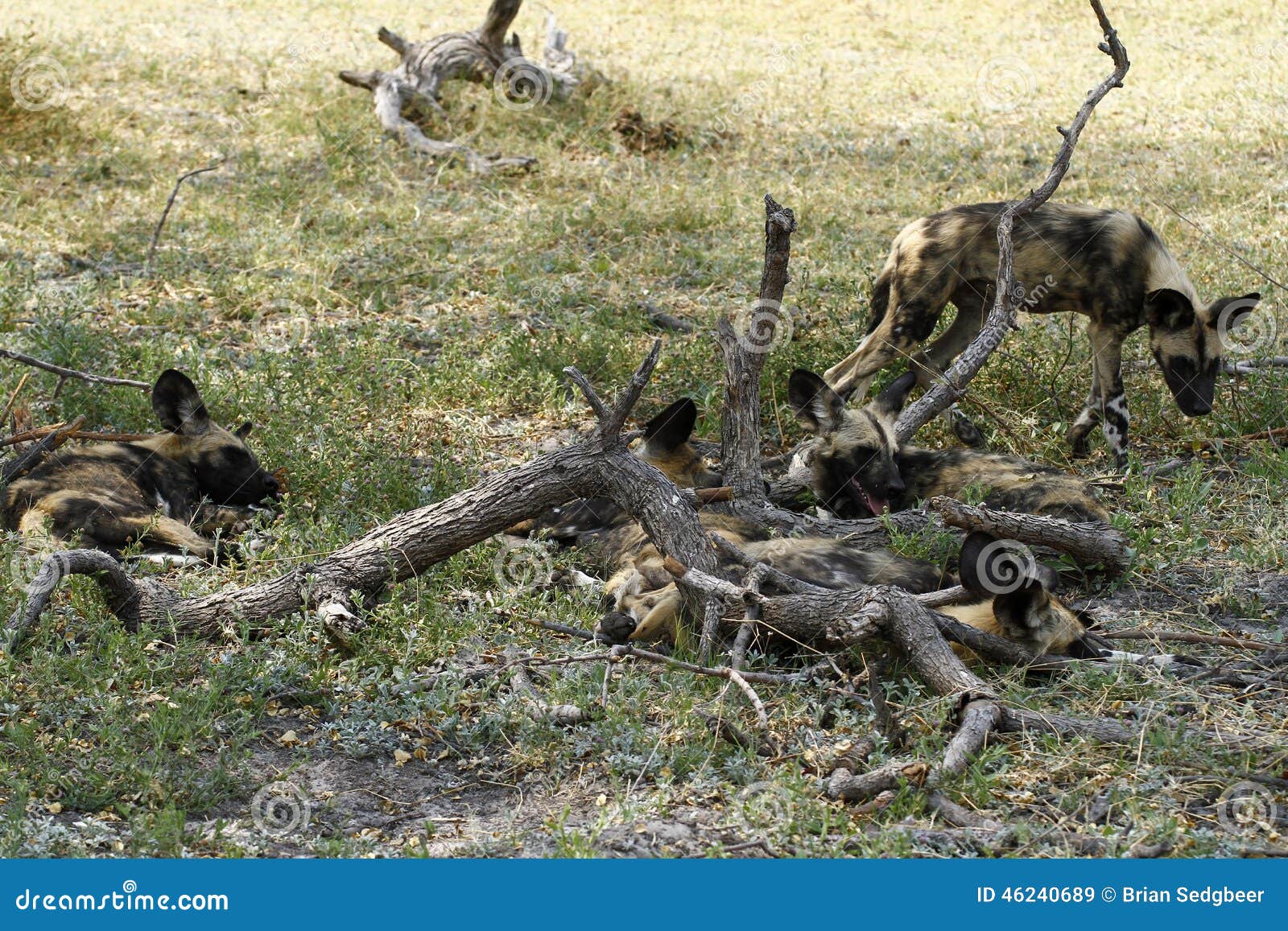 9个非洲崽狗lycaon pictus星期通配 库存照片. 图片 包括有 幼崽, 年轻, 小狗, 通配, 生物 - 6608264