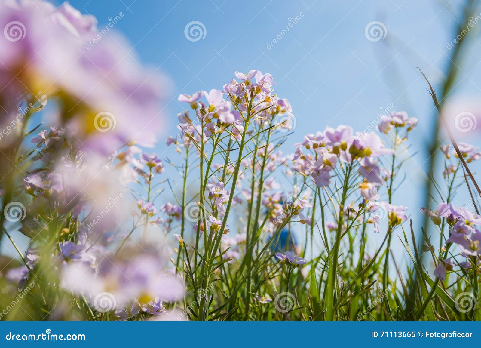 酢酱草(碎米荠属植物pratensis). Cuckooflower，碎米荠属植物pratensis，开花在草甸在春天期间 这棵植物是橙色技巧蝴蝶的(Anthocharis cardamines)一个寄主植物