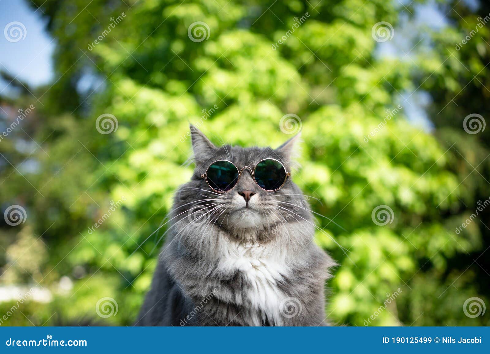 戴墨镜的猫咪头像图片-图库-五毛网
