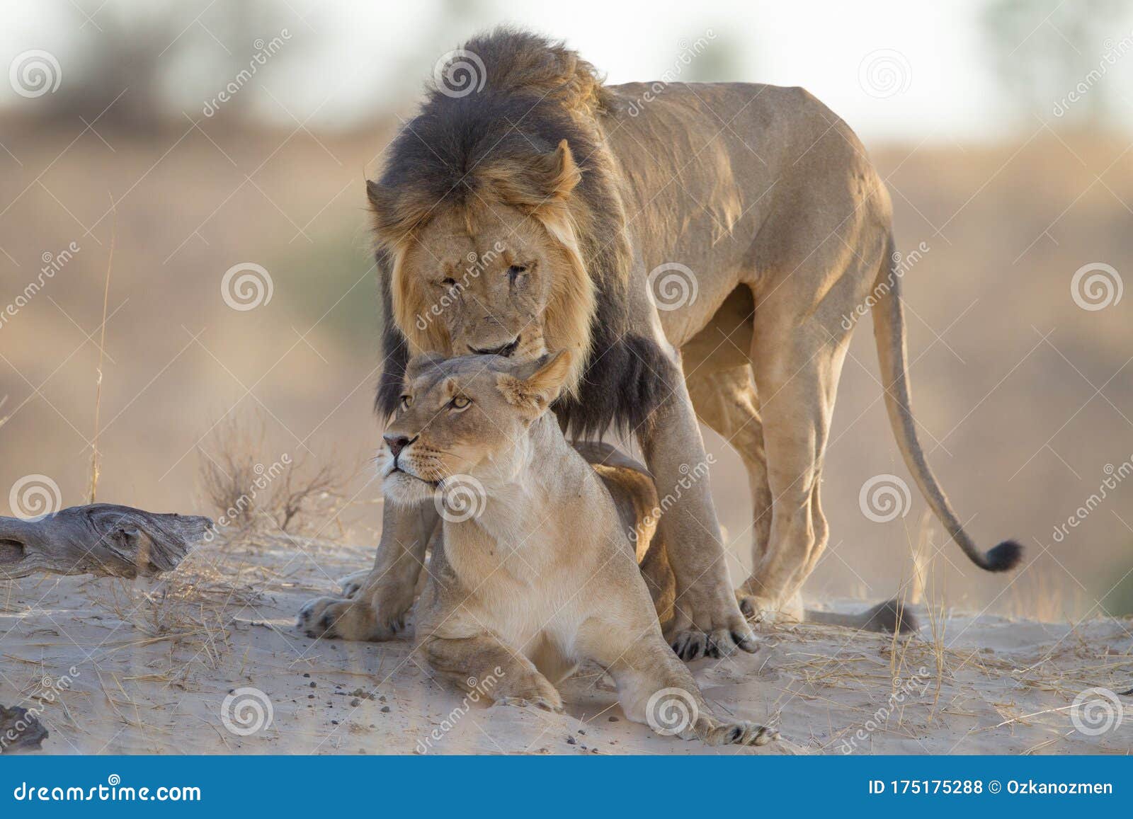 非洲草原上正在交配的狮子：动物世界里的“少儿不宜”_蓝眼睛观世界_新浪博客