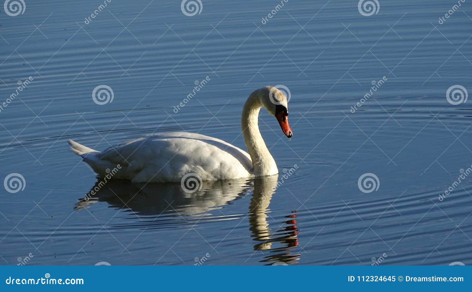 野生天鹅，在湖的天鹅，野生天鹅在阳光下与一只唯一鸟的一个小风景