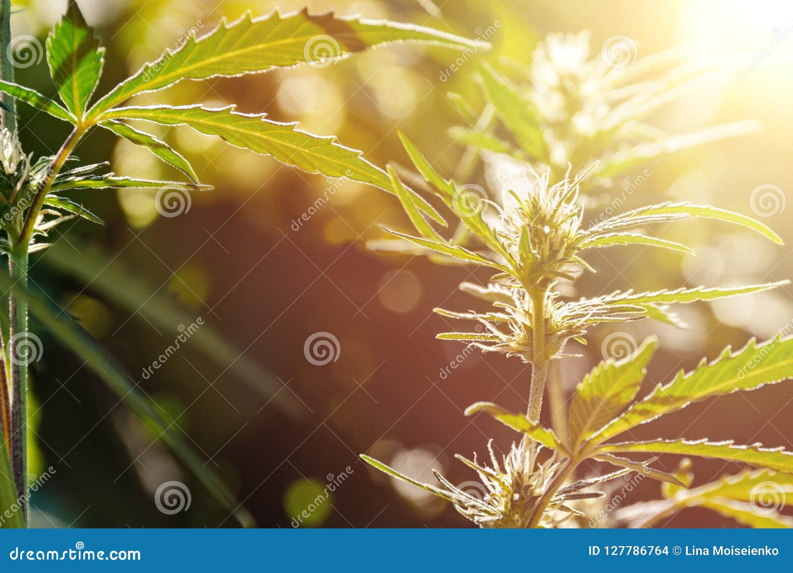 緑の大麻植物, 大麻, 植物, 薬, HDデスクトップの壁紙 | Wallpaperbetter