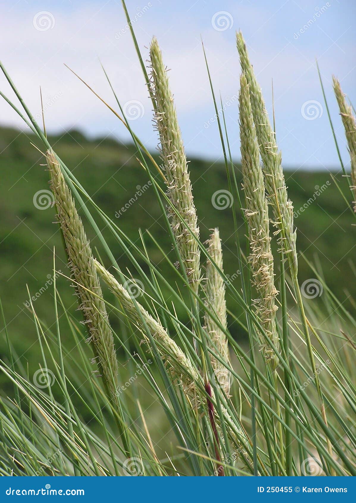 Wild Grasses. 生长在一个农村设置的野草