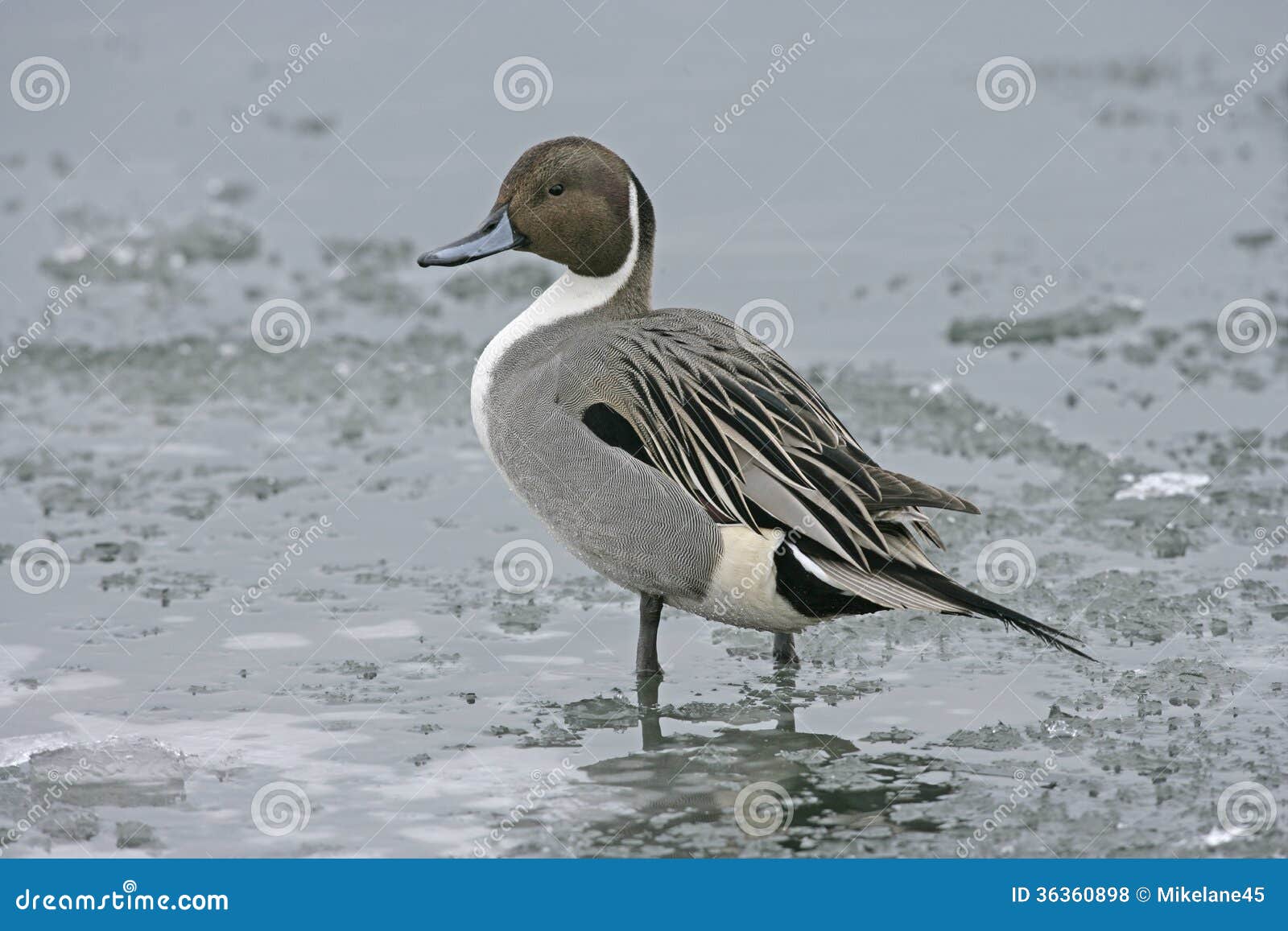 加拿大鹅 库存照片. 图片 包括有 野禽, 飞行, 鸟舍, 加拿大 - 31416846