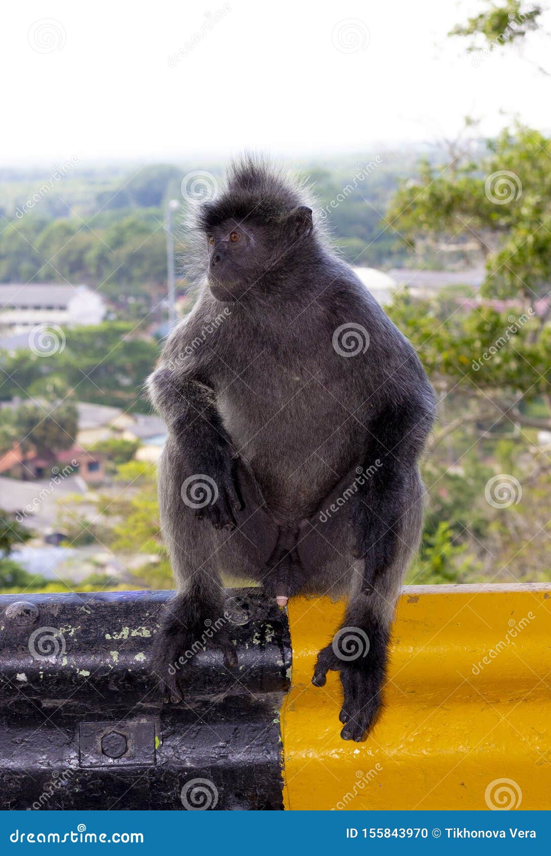 银色叶猴开会. 成人野生公猴子画象坐路篱芭 银色lutung、亦称银叶病猴子或者银色叶猴