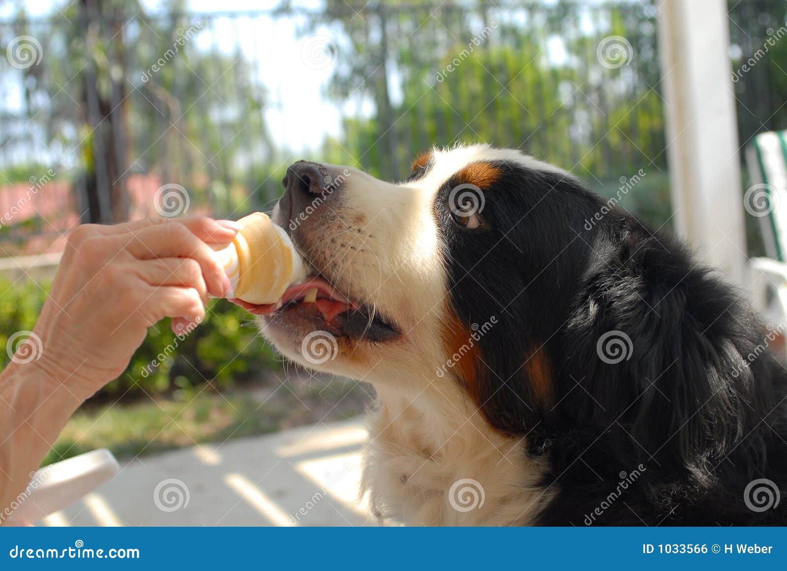 小狗萨摩多------“ 奶油 ”-中关村在线摄影论坛
