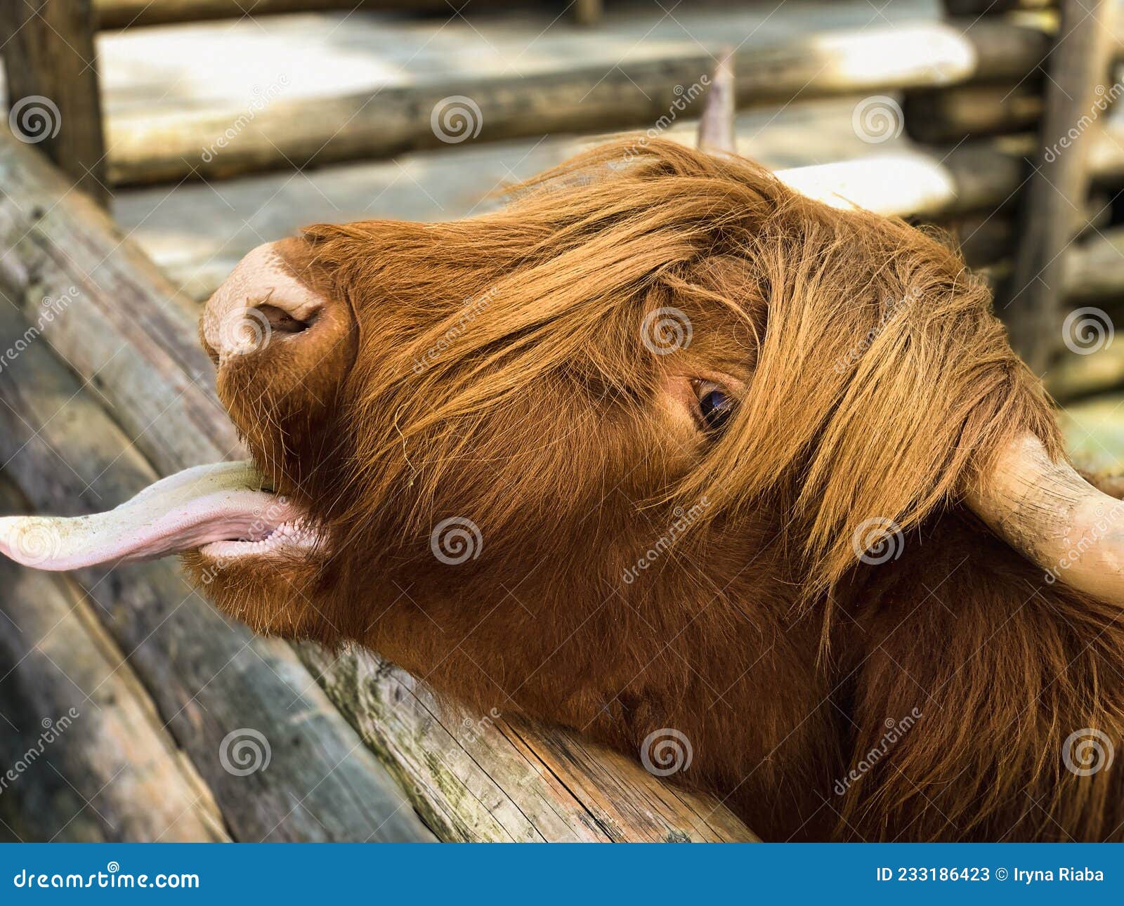 伸出舌头的滑稽的母牛 库存照片. 图片 包括有 农场, 表面, 茴香, 愉快, 敌意, 舌头, 滑稽, 母牛 - 57798348