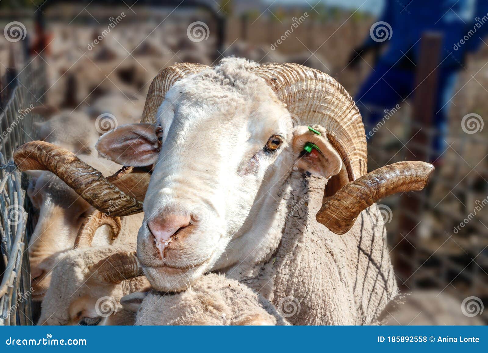 盘羊 Ovis ammon - 专题库 - 国家动物标本资源共享平台