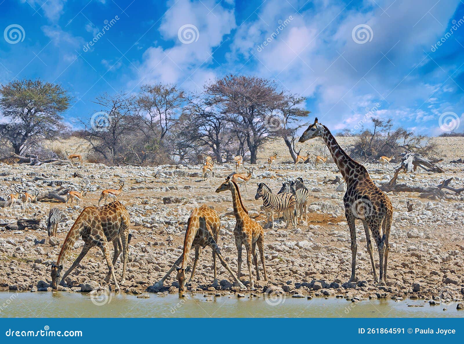 长颈鹿喝水图片素材-编号13782257-图行天下