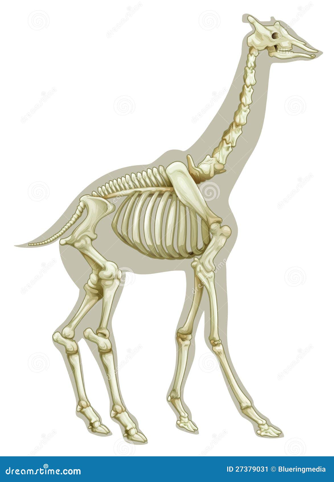 鹿头骨骨骼化石maya模型,提供obj文件,有贴图_哺乳动物模型下载-摩尔网CGMOL