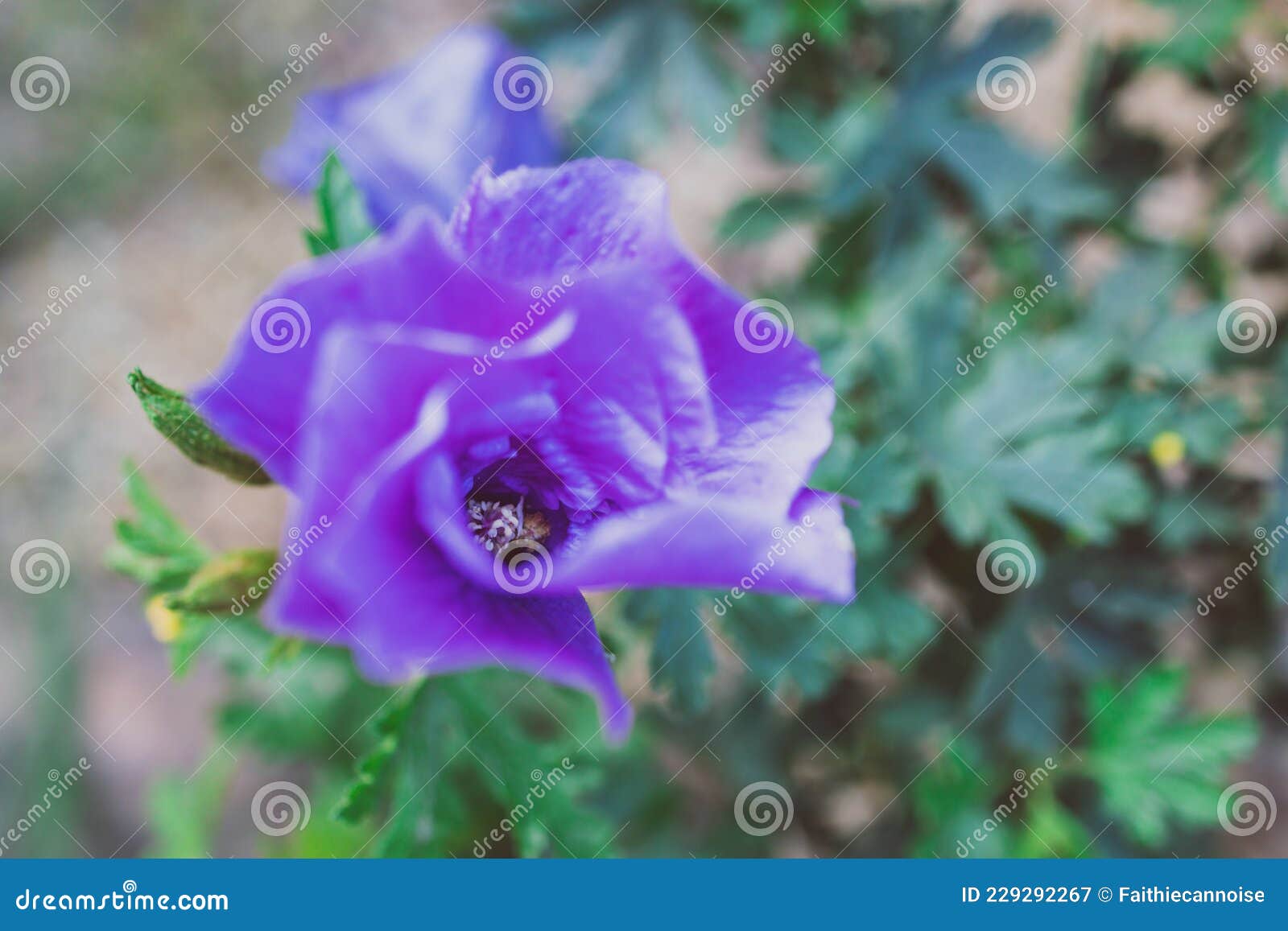 芙蓉紫花瓣宏观摄影 库存图片. 图片 包括有 墙纸, 关闭, 概念, 番红花, 花瓣, 颜色, 紫罗兰色 - 249327119