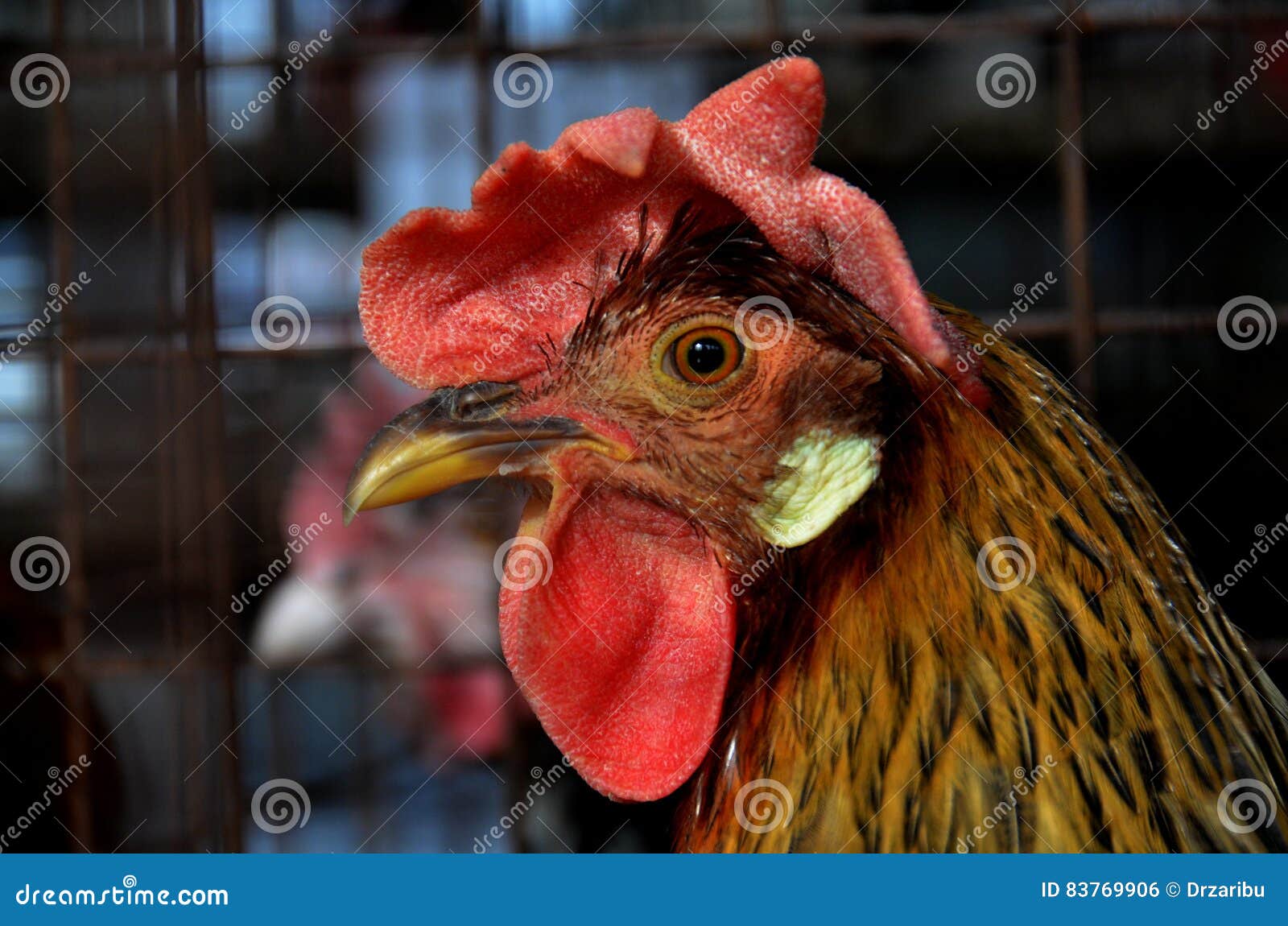 111万只鸡被扑杀 日本鸡蛋主产地最大养鸡场暴发禽流感_茨城县_蛋鸡_数量