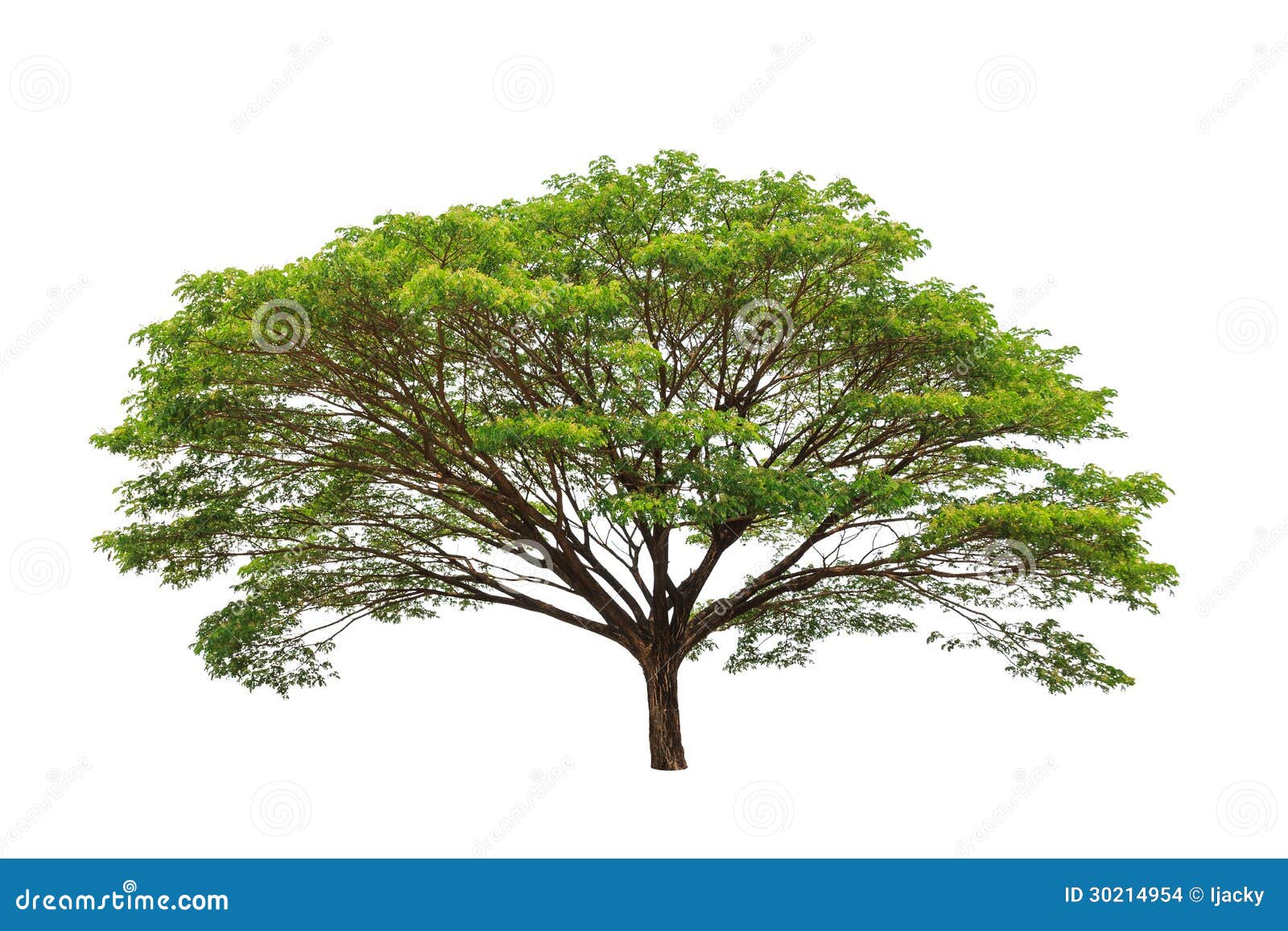 雨豆树在公园 库存图片. 图片 包括有 路线, 环境, 室外, 空白, 外面, 背包, 公园, 庭院, 本质 - 84062417