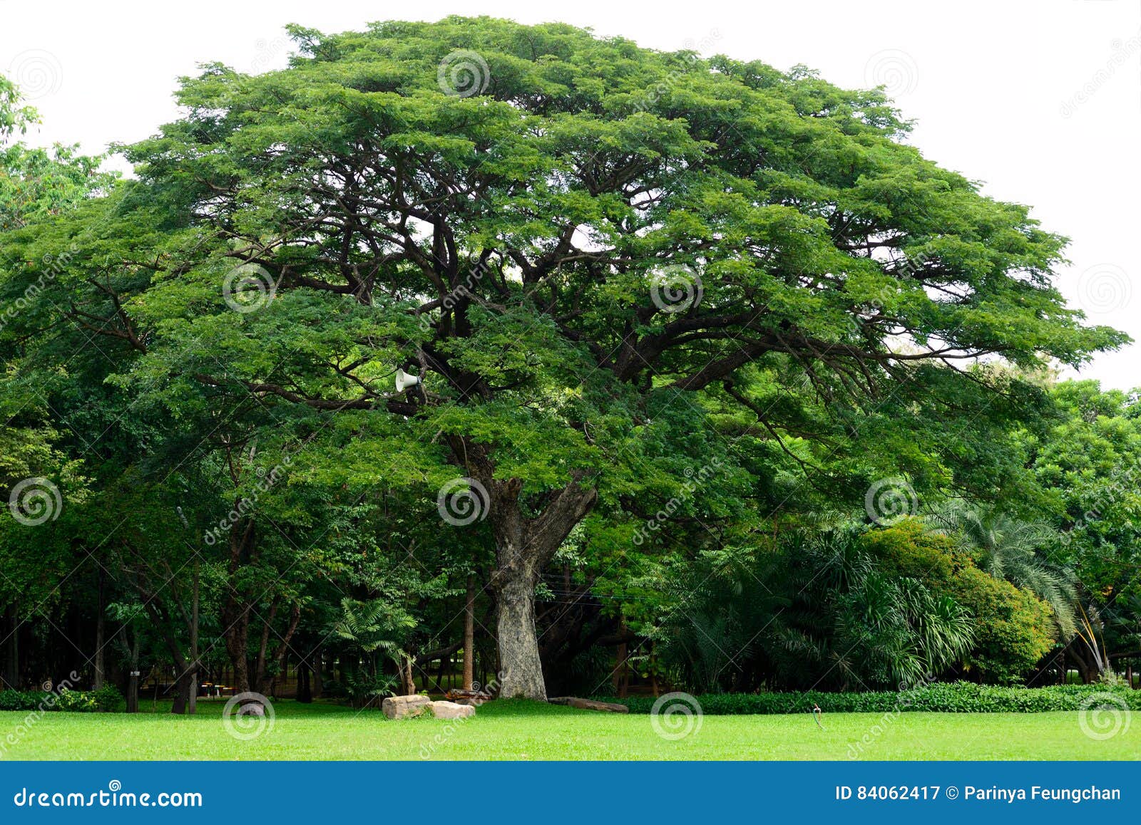 包括的森林青苔雨豆树 库存照片. 图片 包括有 叶子, 公园, 工厂, 树干, 结构树, 通配, 密集, 自然 - 19755532