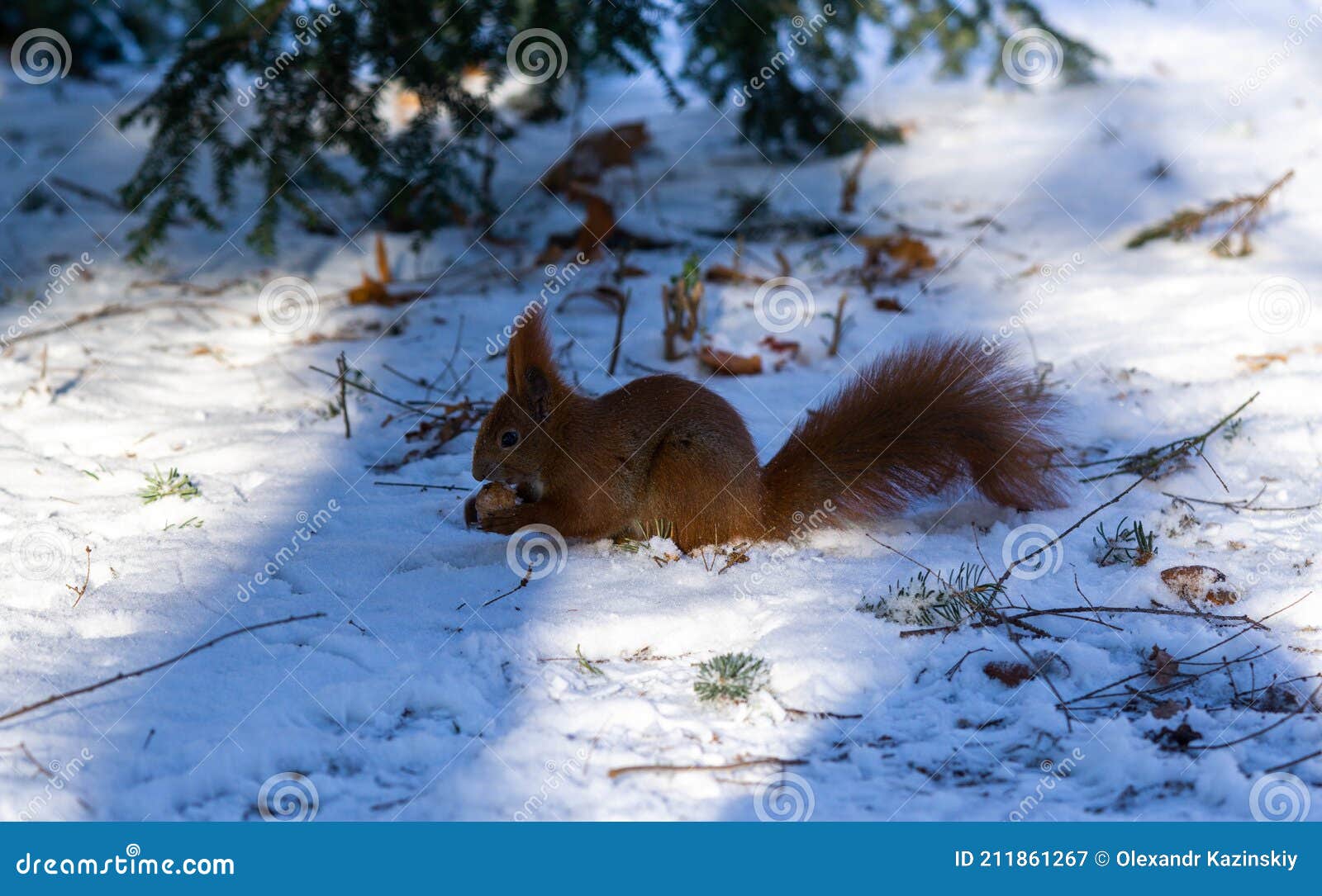 冬季雪中可爱的小松鼠动物图片大全 - 你美图库