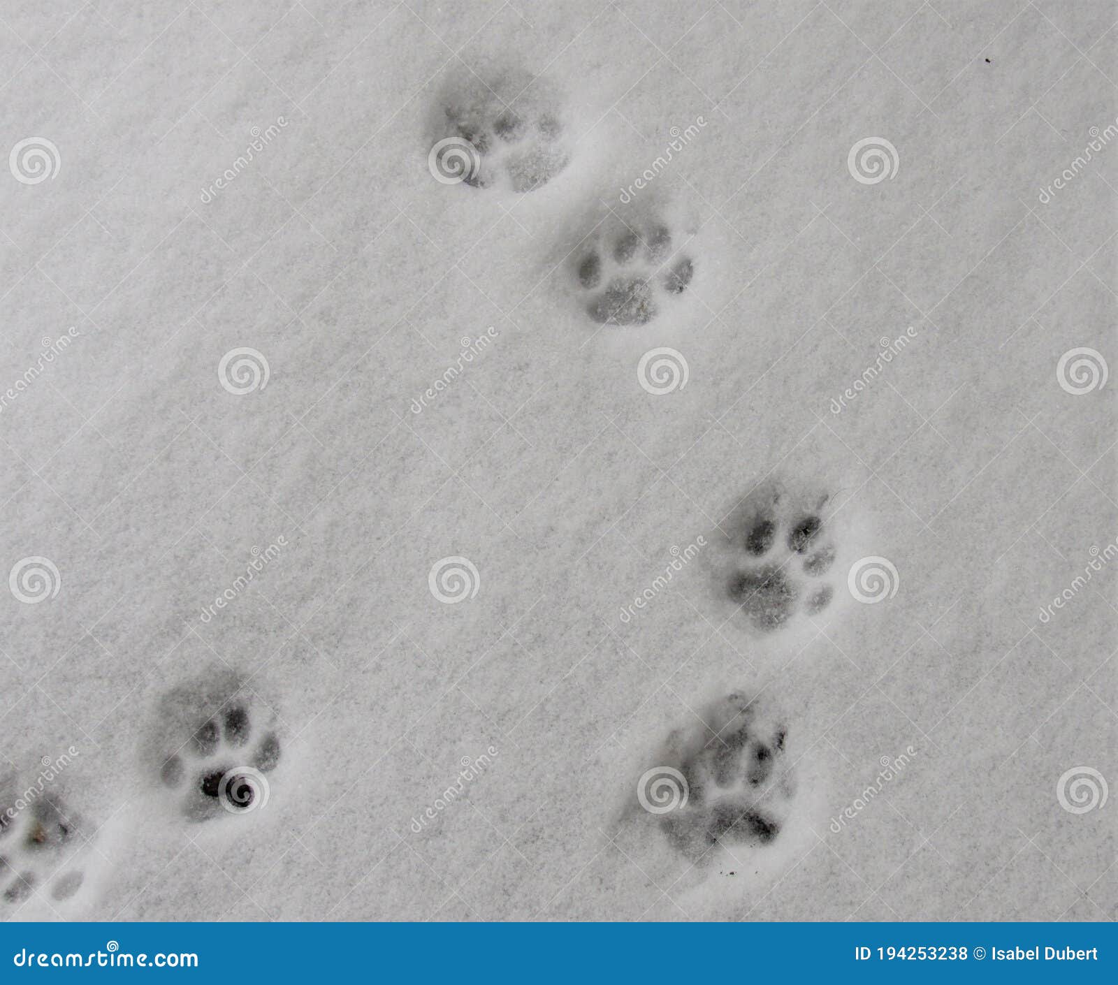 雪中的猫爪印 库存照片. 图片 包括有 季节, 脚印, 脚步, 环境, 多雪, 宏指令, 新鲜, 狩猎 - 194253176