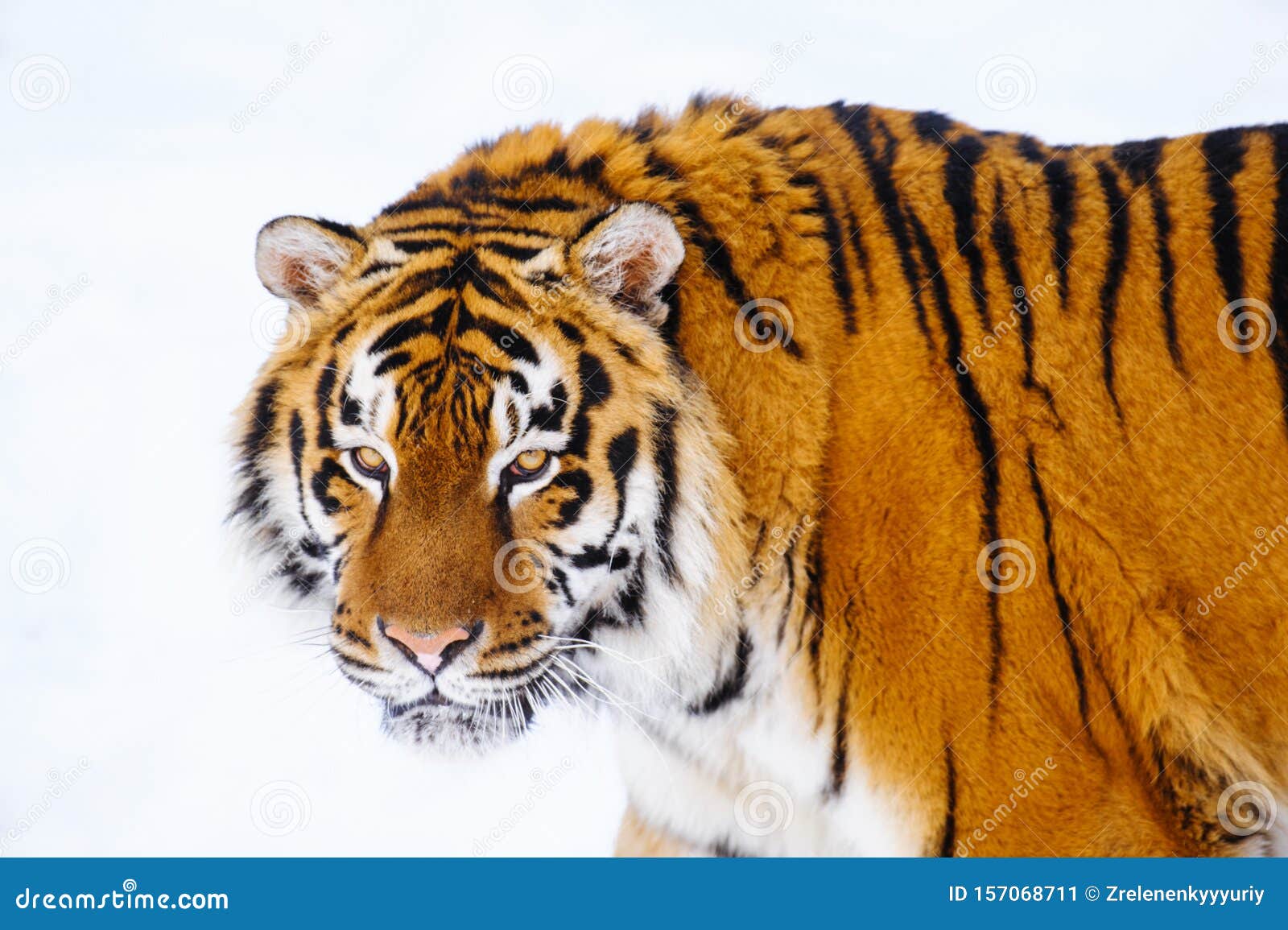 东北虎（西伯利亚虎） - 神秘的地球 科学|自然|地理|探索