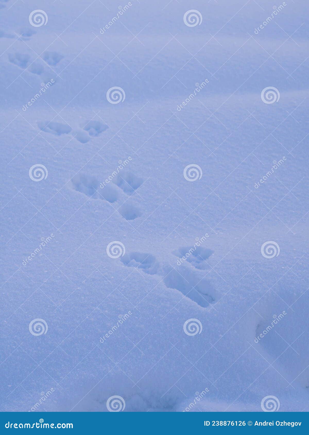 雪中兔脚印的摄影 库存照片. 图片 包括有 摄影, 兔子, 脚印 - 173465784