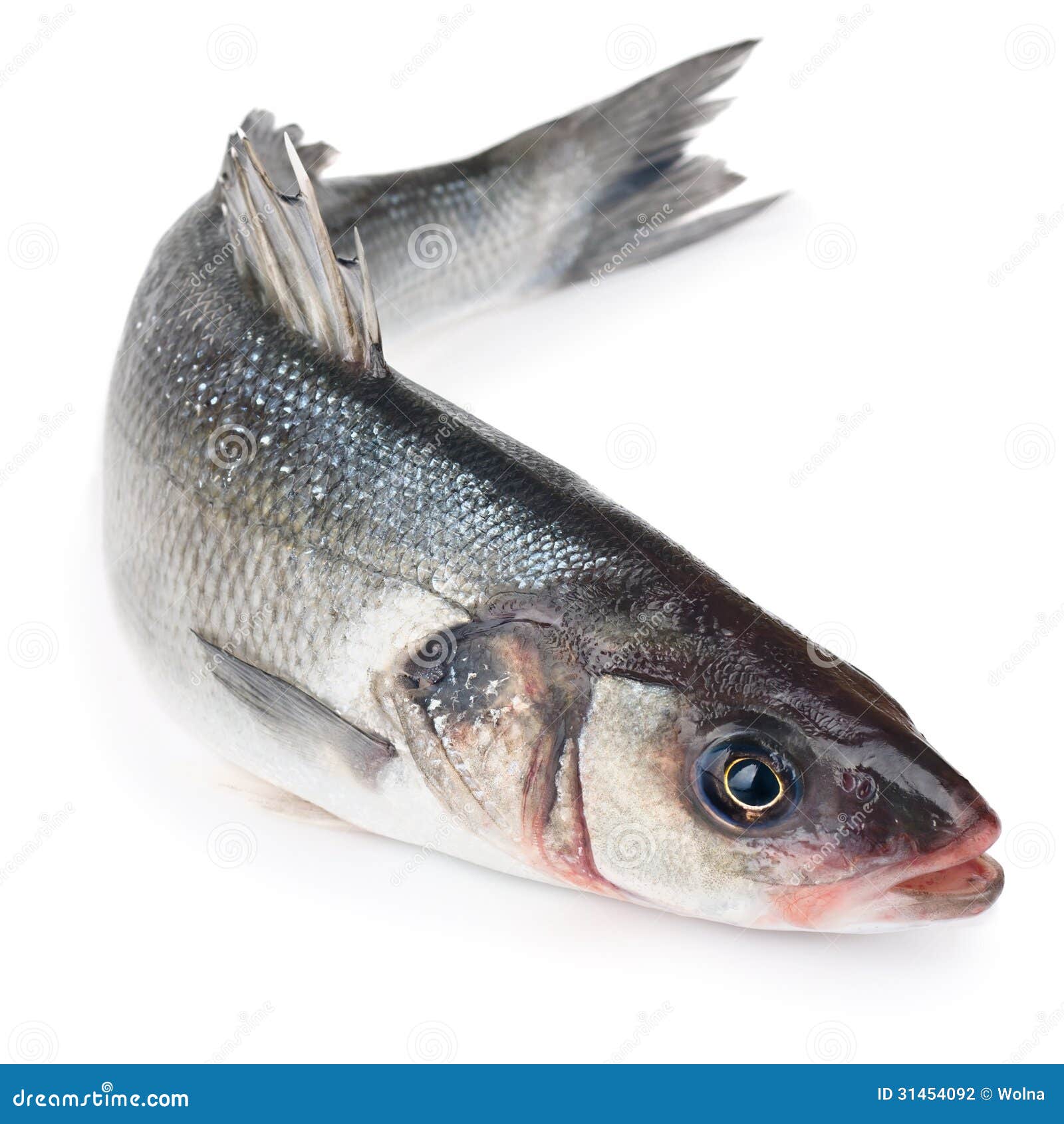 原条龙雪鱼 粗磷油 甘鱼 龙鳕鱼 大马哈鱼龙鳕鱼 一条约8-18斤/条-阿里巴巴