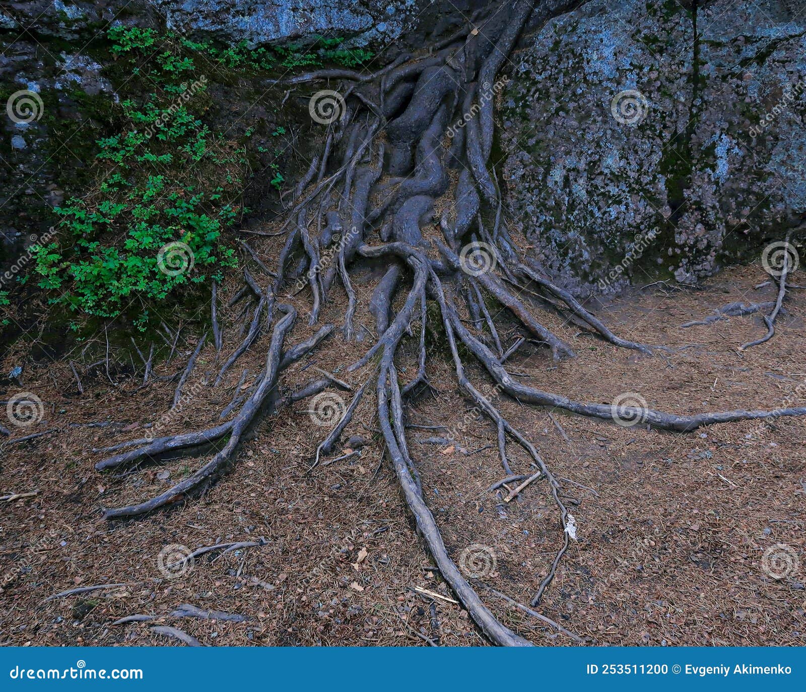 老树根，树桥，枯树根，较高质量的大树根，高模写实模型-树木模型库-3ds Max(.max)模型下载-cg模型网