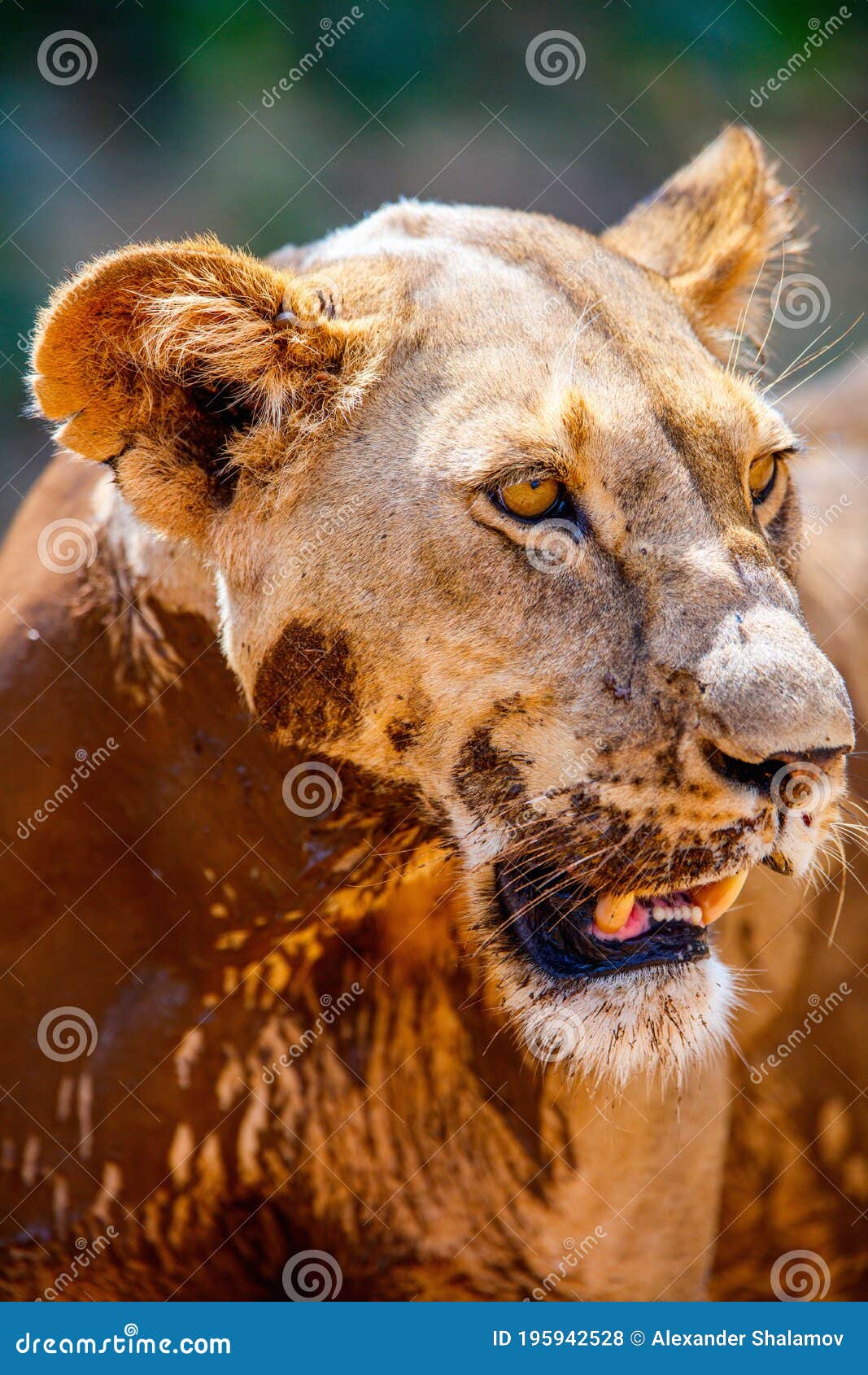 猛兽带娃也温柔！以色列动物园母狮叼幼崽亮相