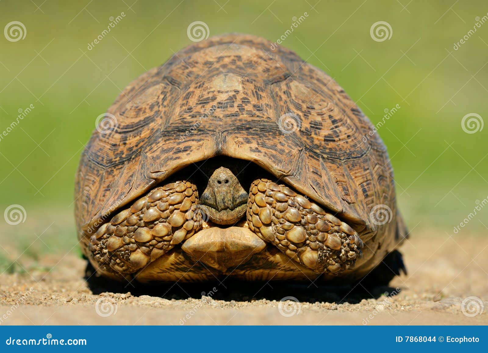 请问哪种可以作为宠物来养的陆龟能长很大？还能活很久的？ - 知乎