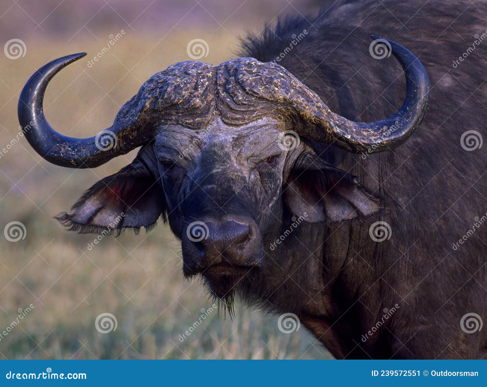 非洲野牛 | 正佳自然科学博物馆-官网
