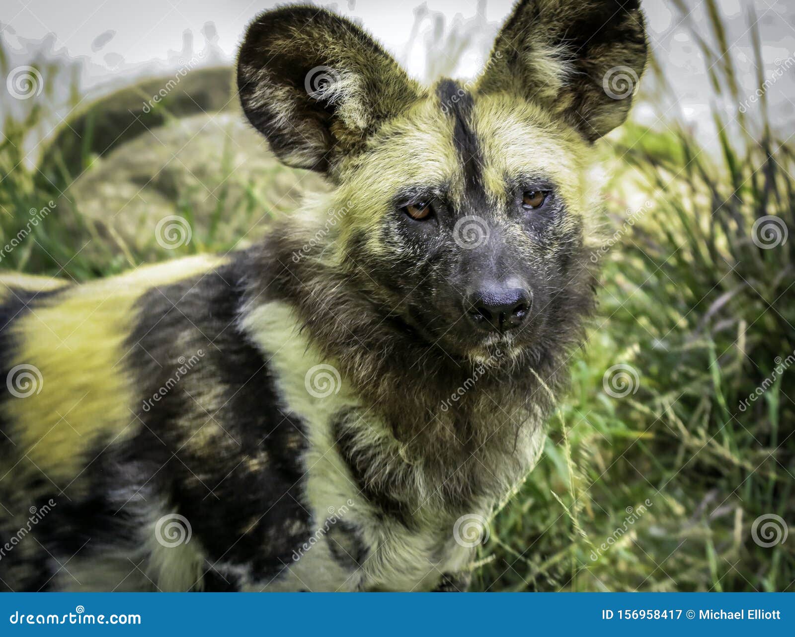 埃塞俄比亚狼犬是一种生活在埃塞俄比亚高地的濒危犬种 库存图片. 图片 包括有 红色, 津贴, 埃塞俄比亚 - 217884125